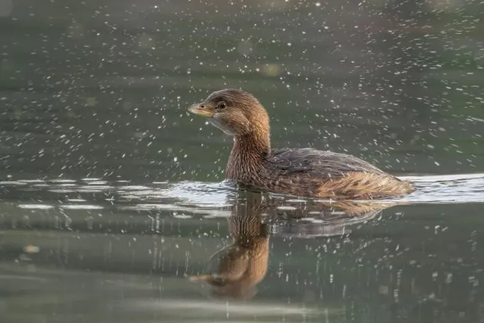 Framed Print : Pied-billed Grebe (Podilymbus podiceps) in basic plumage at the American River Framed Print : Pied-billed Grebe (Podilymbus podiceps) in basic plumage at the American River