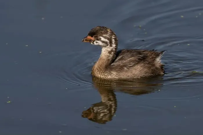 Framed Print : Pied-billed Grebe (Podylimbus podiceps) Plumas County California USA Framed Print : Pied-billed Grebe (Podylimbus podiceps) Plumas County California USA