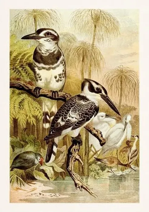 Framed Print : Pied Kingfisher. Beautiful bird painting. Antique book illustration by Brehm, Alfred Edmund, 1829-1884 Framed Print : Pied Kingfisher. Beautiful bird painting. Antique book illustration by Brehm, Alfred Edmund, 1829-1884