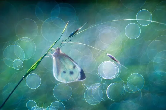 Framed Print : Pieris brassicae large white butterfly Framed Print : Pieris brassicae large white butterfly