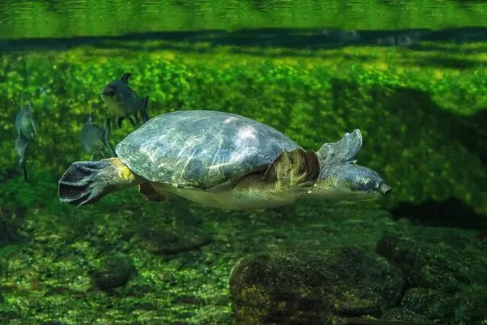 Framed Print : The pig-nosed turtle (Carettochelys insculpta), also known commonly as the Fly River turtle Framed Print : The pig-nosed turtle (Carettochelys insculpta), also known commonly as the Fly River turtle