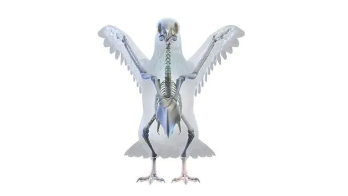 Framed Print : Pigeon skeleton, illustration Framed Print : Pigeon skeleton, illustration