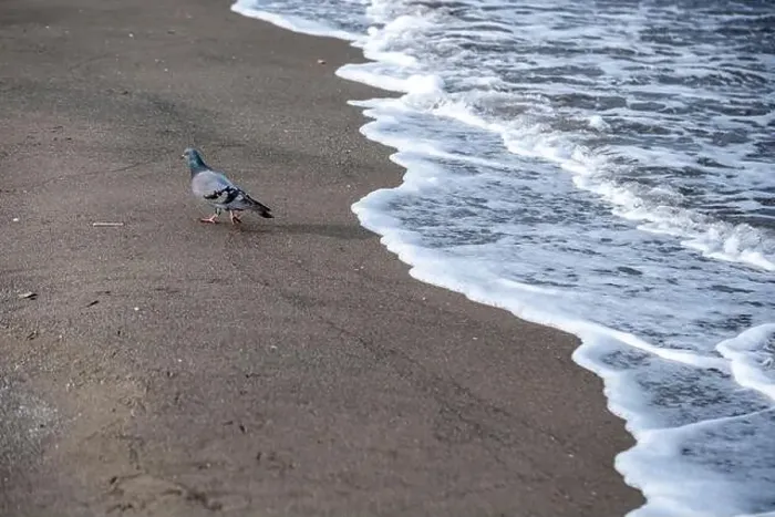 Framed Print : A pigeon is walking on the beach near the water. The beach is empty and the water is calm Framed Print : A pigeon is walking on the beach near the water. The beach is empty and the water is calm