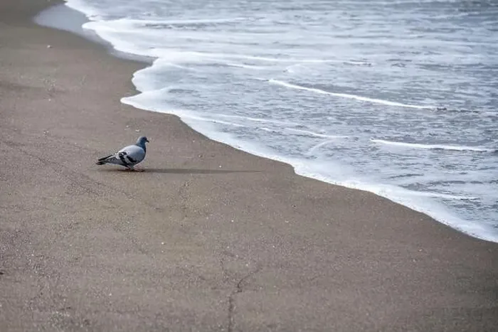Framed Print : A pigeon is walking on the beach near the water. The beach is empty and the water is calm Framed Print : A pigeon is walking on the beach near the water. The beach is empty and the water is calm