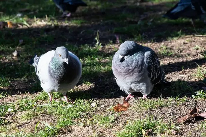 Framed Print : Pigeons knows as rats of the sky in the garden at Bobbie Rosenfeld Park on Bremner Boulevard in downtown Toronto Framed Print : Pigeons knows as rats of the sky in the garden at Bobbie Rosenfeld Park on Bremner Boulevard in downtown Toronto