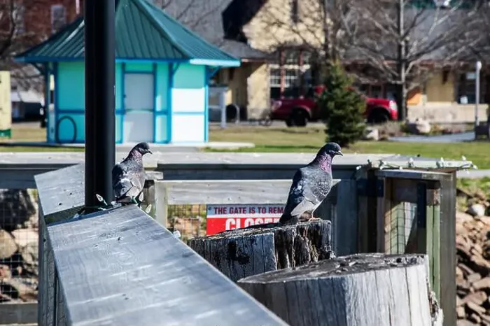 Framed Print : Pigeons at the wharf in downtown St. Stephen, New Brunswick, Canada Framed Print : Pigeons at the wharf in downtown St. Stephen, New Brunswick, Canada