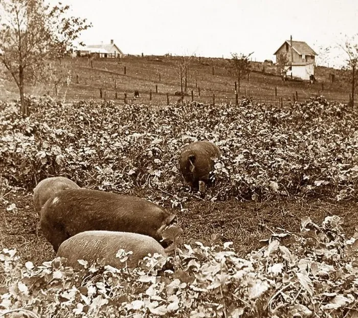Framed Print : Pigs in rape pasture Ames Iowa USA early 1900s Framed Print : Pigs in rape pasture Ames Iowa USA early 1900s