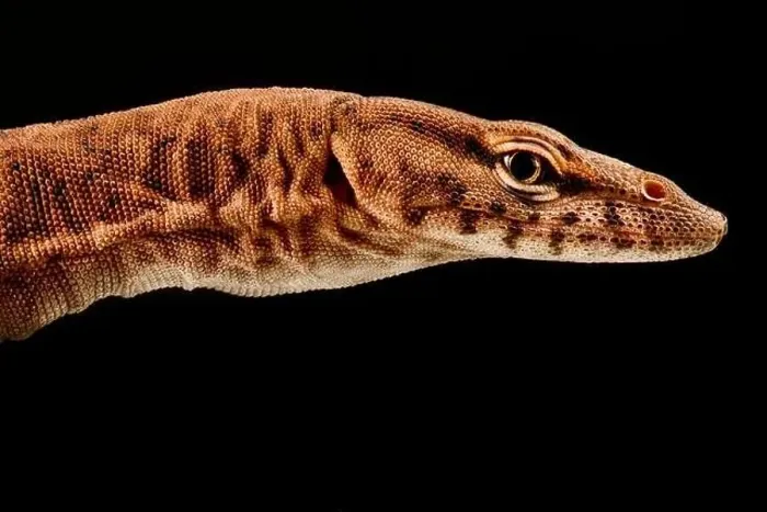 Framed Print : Pilbara rock monitor (Varanus pilbarensis) Framed Print : Pilbara rock monitor (Varanus pilbarensis)