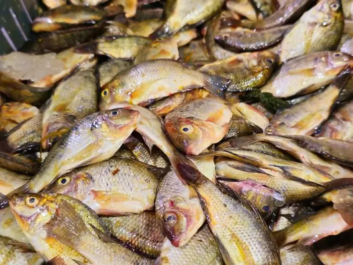 Framed Print : Pile of small raw uncooked tilapia fishes Oreochromis niloticus for sale Framed Print : Pile of small raw uncooked tilapia fishes Oreochromis niloticus for sale