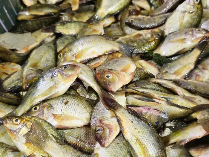 Framed Print : Pile of small raw uncooked tilapia fishes Oreochromis niloticus for sale Framed Print : Pile of small raw uncooked tilapia fishes Oreochromis niloticus for sale