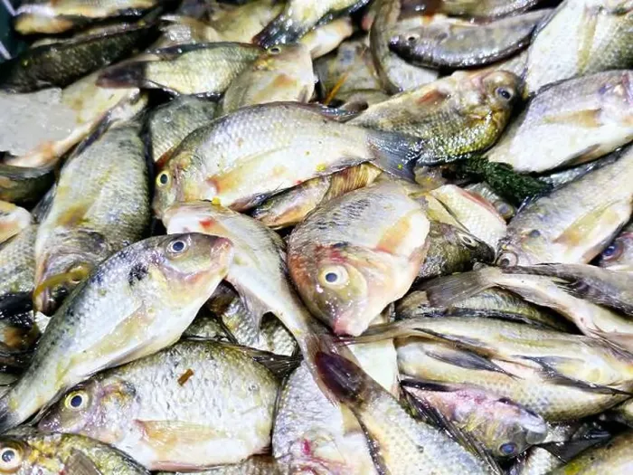 Framed Print : Pile of small raw uncooked tilapia fishes Oreochromis niloticus for sale Framed Print : Pile of small raw uncooked tilapia fishes Oreochromis niloticus for sale