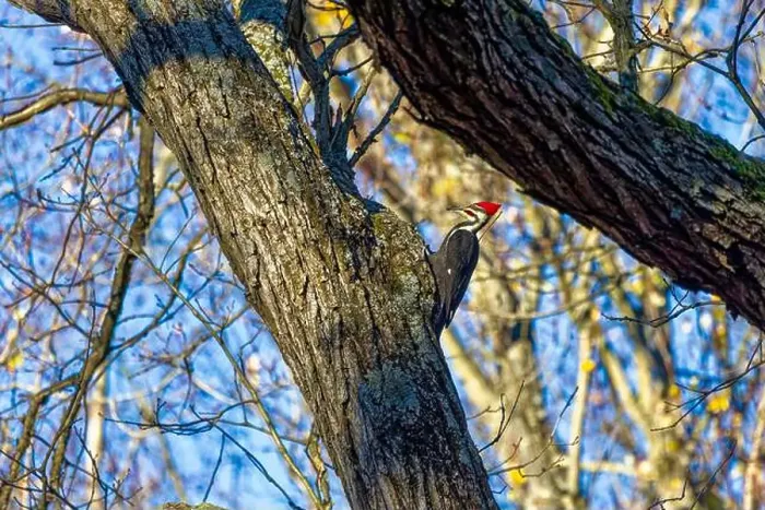 Framed Print : The pileated woodpecker. The bird native to North America.Currently the largest woodpecker in the United States Framed Print : The pileated woodpecker. The bird native to North America.Currently the largest woodpecker in the United States