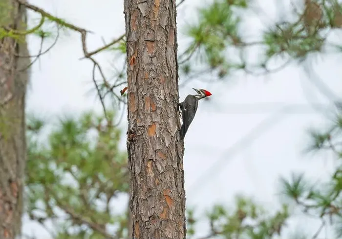 Framed Print : Pileated Woodpecker Drilling in a Pine Tree in Okefenokee National Wildlife Refuge in Georgia Framed Print : Pileated Woodpecker Drilling in a Pine Tree in Okefenokee National Wildlife Refuge in Georgia