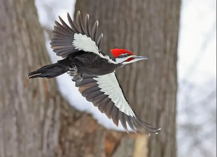 Framed Print : Pileated woodpecker flying in the forest, Montreal, Canada Framed Print : Pileated woodpecker flying in the forest, Montreal, Canada