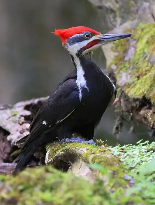 Framed Print : Pileated woodpecker portrait sitting on a tree trunk into the forest in Quebec, Canada