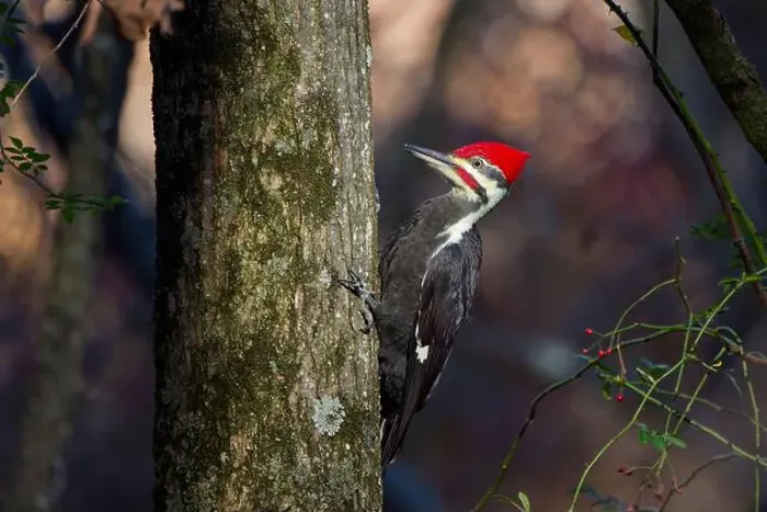 Framed Print : The pileated woodpecker.The bird native to North America.Currently the largest woodpecker in the United States Framed Print : The pileated woodpecker.The bird native to North America.Currently the largest woodpecker in the United States