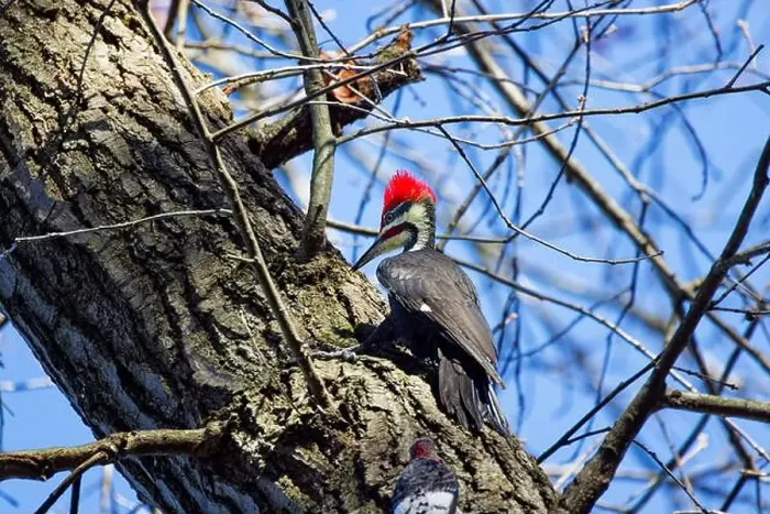 Framed Print : The pileated woodpecker.The bird native to North America.Currently the largest woodpecker in the United States Framed Print : The pileated woodpecker.The bird native to North America.Currently the largest woodpecker in the United States