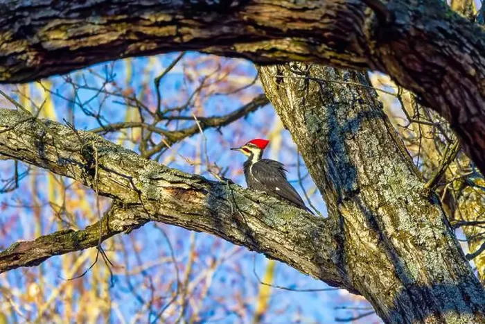 Framed Print : The pileated woodpecker.The bird native to North America.Currently the largest woodpecker in the United States Framed Print : The pileated woodpecker.The bird native to North America.Currently the largest woodpecker in the United States