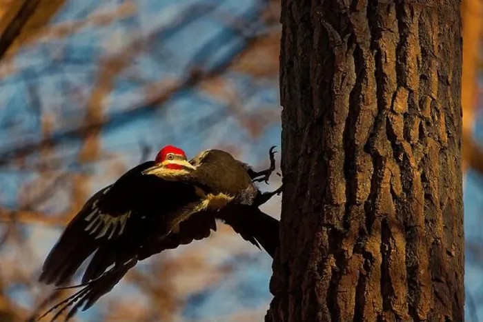 Framed Print : The pileated woodpecker.The bird native to North America.Currently the largest woodpecker in the United States Framed Print : The pileated woodpecker.The bird native to North America.Currently the largest woodpecker in the United States