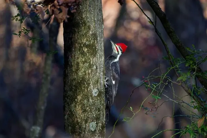 Framed Print : The pileated woodpecker.The bird native to North America.Currently the largest woodpecker in the United States Framed Print : The pileated woodpecker.The bird native to North America.Currently the largest woodpecker in the United States
