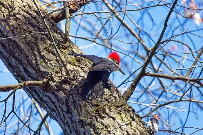 Framed Print : The pileated woodpecker.The bird native to North America.Currently the largest woodpecker in the United States Framed Print : The pileated woodpecker.The bird native to North America.Currently the largest woodpecker in the United States