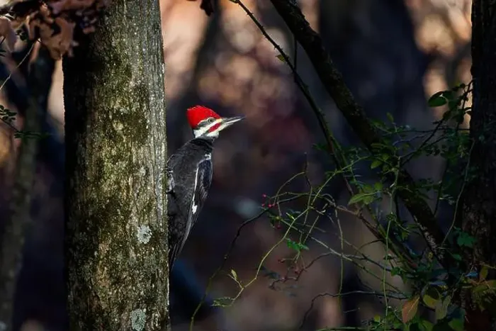 Framed Print : The pileated woodpecker.The bird native to North America.Currently the largest woodpecker in the United States Framed Print : The pileated woodpecker.The bird native to North America.Currently the largest woodpecker in the United States