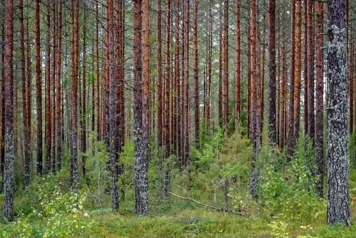 Framed Print : Pine Forest, Linnansaari National Park, Finland Framed Print : Pine Forest, Linnansaari National Park, Finland