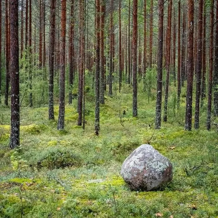 Framed Print : Pine Forest, Linnansaari National Park, Finland Framed Print : Pine Forest, Linnansaari National Park, Finland