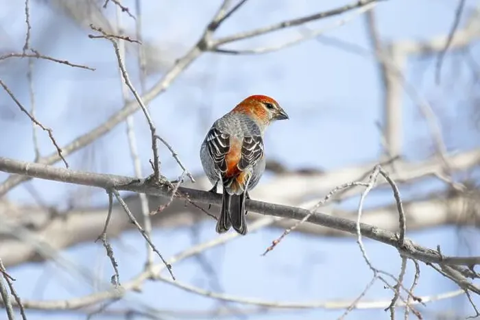 Framed Print : Pine Grosbeak (Pinicola enucleator) perched on a frosty branch Framed Print : Pine Grosbeak (Pinicola enucleator) perched on a frosty branch