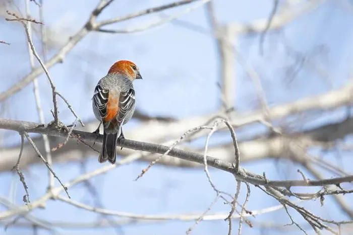 Framed Print : Pine Grosbeak (Pinicola enucleator) perched on a frosty branch