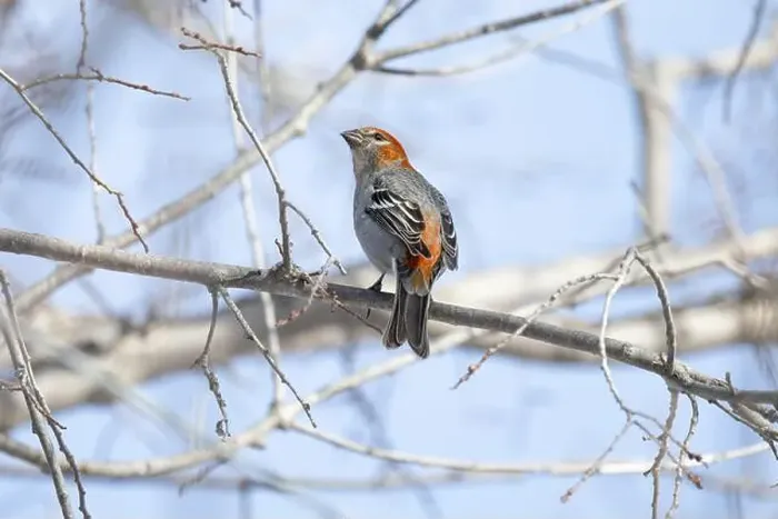 Framed Print : Pine Grosbeak (Pinicola enucleator) perched on a frosty branch Framed Print : Pine Grosbeak (Pinicola enucleator) perched on a frosty branch