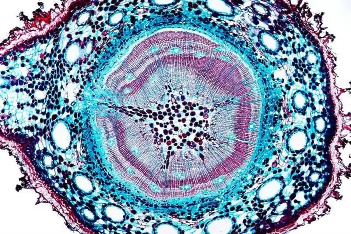 Framed Print : pine (Pinus spec.), cross section of a few years old stem of a pine, microtome section Framed Print : pine (Pinus spec.), cross section of a few years old stem of a pine, microtome section