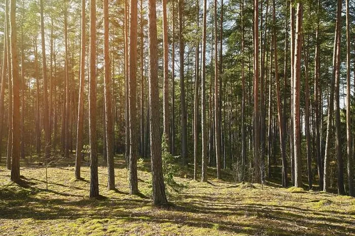 Framed Print : Pine tree forest in sun light day landscape Framed Print : Pine tree forest in sun light day landscape