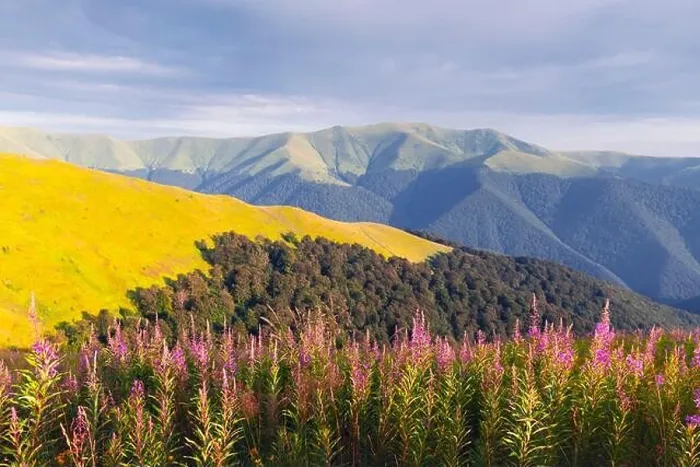 Framed Print : Pink blooming Sally flowers covered mountains meadow in summer time. Beauty sunset light glowing on a foreground. Landscape photography Framed Print : Pink blooming Sally flowers covered mountains meadow in summer time. Beauty sunset light glowing on a foreground. Landscape photography