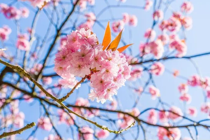 Framed Print : Pink blossom against a blue sky in Spring Framed Print : Pink blossom against a blue sky in Spring