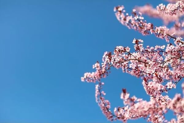 Pink cherry blossom on the Sakura tree. Sakura flowers are representative of Japanese flowers. Amazing spring nature. Beautiful colors of nature