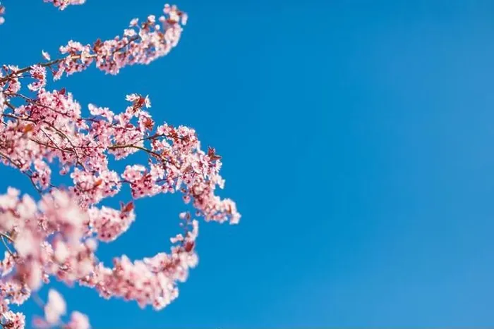 Framed Print : Pink cherry blossom on the Sakura tree. Sakura flowers are representative of Japanese flowers. Amazing spring nature. Beautiful colors of nature Framed Print : Pink cherry blossom on the Sakura tree. Sakura flowers are representative of Japanese flowers. Amazing spring nature. Beautiful colors of nature