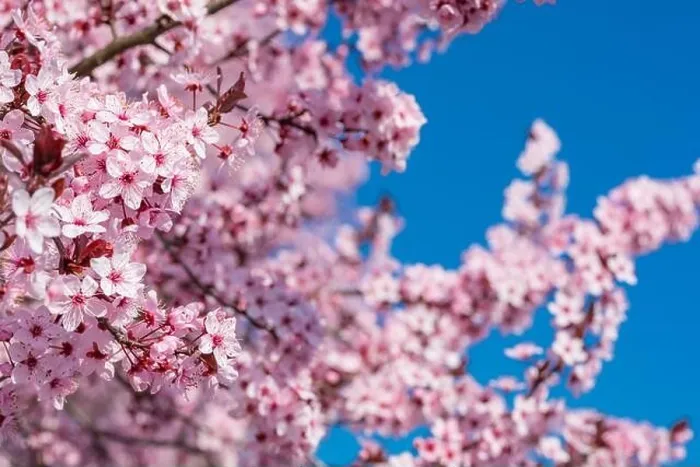 Framed Print : Pink cherry blossom on the Sakura tree. Sakura flowers are representative of Japanese flowers. Amazing spring nature. Beautiful colors of nature Framed Print : Pink cherry blossom on the Sakura tree. Sakura flowers are representative of Japanese flowers. Amazing spring nature. Beautiful colors of nature