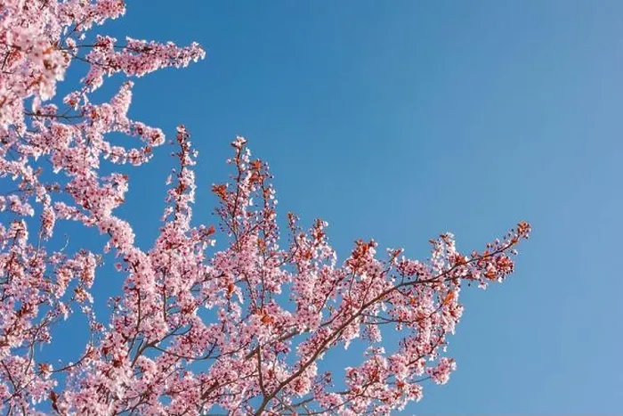 Framed Print : Pink cherry blossom on the Sakura tree. Sakura flowers are representative of Japanese flowers. Amazing spring nature. Beautiful colors of nature Framed Print : Pink cherry blossom on the Sakura tree. Sakura flowers are representative of Japanese flowers. Amazing spring nature. Beautiful colors of nature