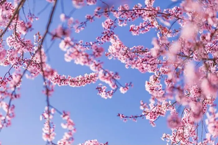 Framed Print : Pink cherry blossom on the Sakura tree. Sakura flowers are representative of Japanese flowers. Amazing spring nature. Beautiful colors of nature Framed Print : Pink cherry blossom on the Sakura tree. Sakura flowers are representative of Japanese flowers. Amazing spring nature. Beautiful colors of nature