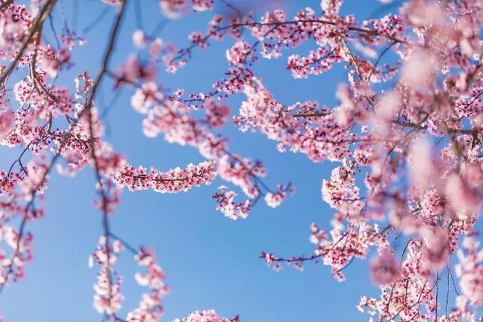 Framed Print : Pink cherry blossom on the Sakura tree. Sakura flowers are representative of Japanese flowers. Amazing spring nature. Beautiful colors of nature Framed Print : Pink cherry blossom on the Sakura tree. Sakura flowers are representative of Japanese flowers. Amazing spring nature. Beautiful colors of nature