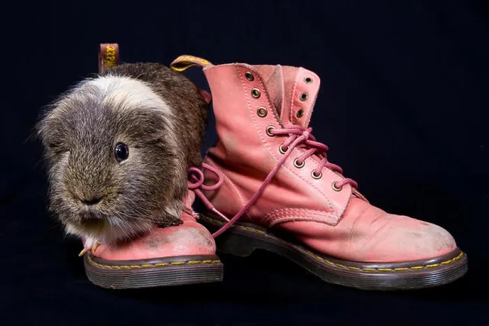 Framed Print : Pink dr marten boots and a guinea pig in the studio Framed Print : Pink dr marten boots and a guinea pig in the studio