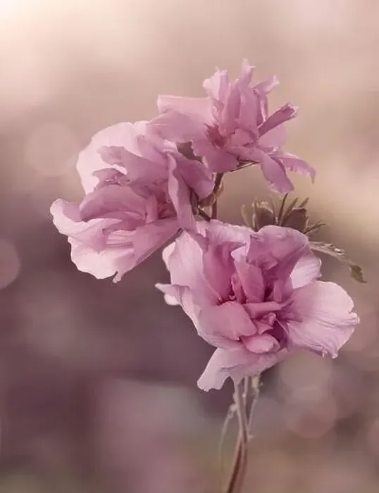 Framed Print : Pink flowers, Hibiscus syriacus on a pastel blurry background Framed Print : Pink flowers, Hibiscus syriacus on a pastel blurry background