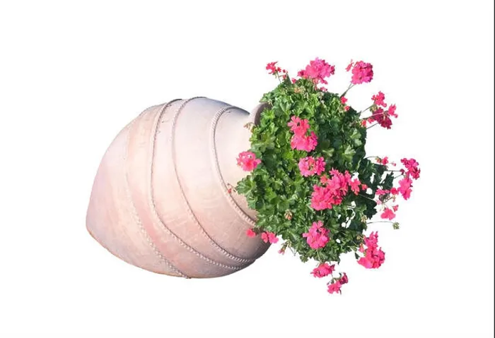 Framed Print : Pink geranium flowers in terracotta vase outdoors Framed Print : Pink geranium flowers in terracotta vase outdoors