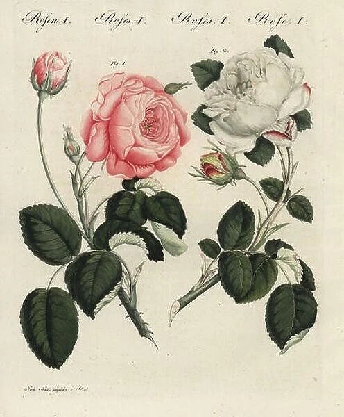 Pink German centifolia rose, Rosa centifolia germanica, and white unique rose, Rosa unica. Handcoloured copperplate engraving from an illustration