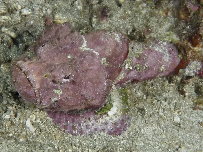 Framed Print : A pink humpback scorpionfish (Scorpaenopsis diabolus) camouflages itself on the sandy seabed Framed Print : A pink humpback scorpionfish (Scorpaenopsis diabolus) camouflages itself on the sandy seabed