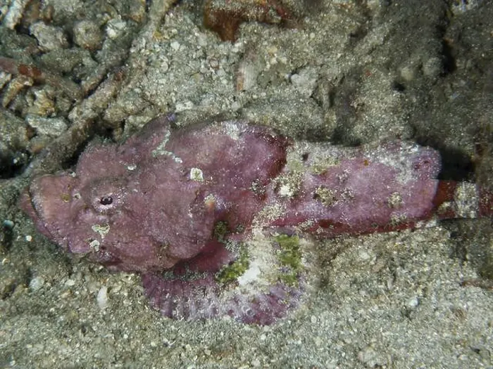 Framed Print : A pink humpback scorpionfish (Scorpaenopsis diabolus) lies camouflaged in its surroundings on the seabed Framed Print : A pink humpback scorpionfish (Scorpaenopsis diabolus) lies camouflaged in its surroundings on the seabed