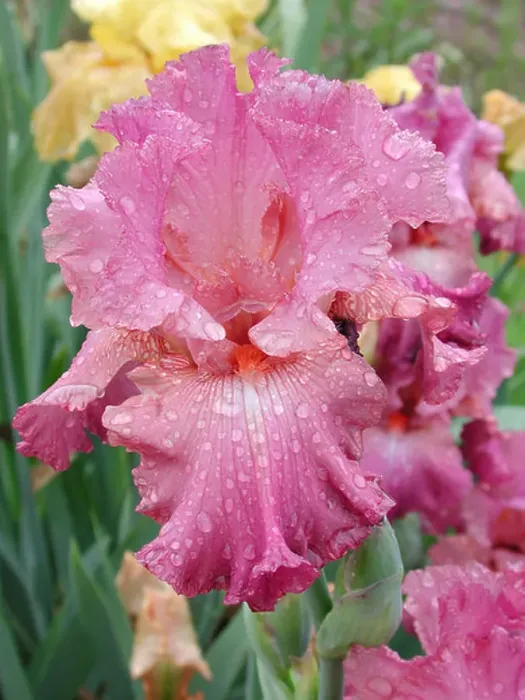 Framed Print : Pink iris flower with dew Framed Print : Pink iris flower with dew