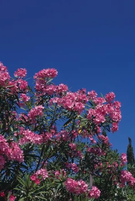 Framed Print : Pink Oleander against blue sky, Bermuda