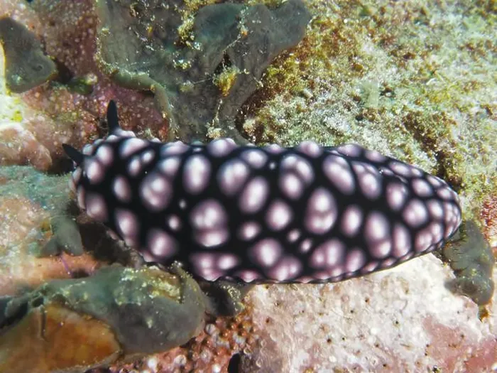 Framed Print : Pink patterned nudibranch with black body Framed Print : Pink patterned nudibranch with black body